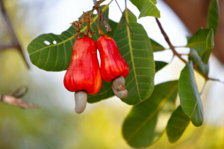 Ripe cashew nut apple and seed hanging on a tree in a farmland, Thailand